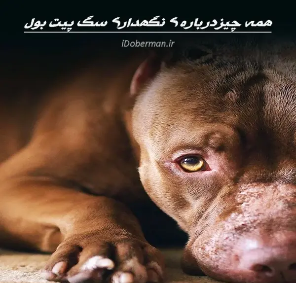 عکس سگ پیت بول هیکلی