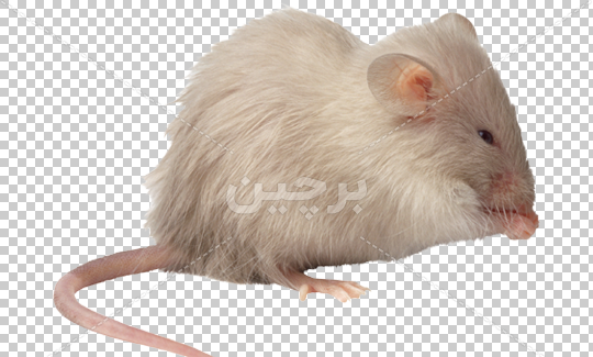 عکس موش دم دراز