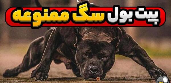 عکس سگ پیت بول کوچولو