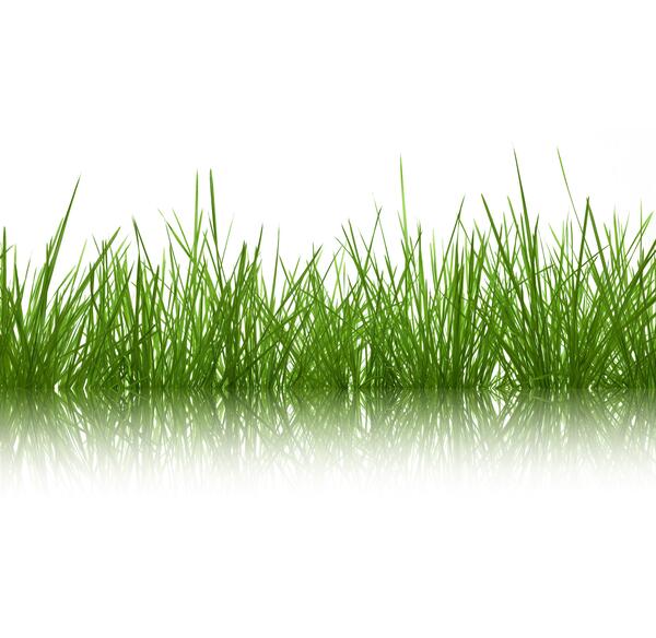 عکس نقاشی چمن