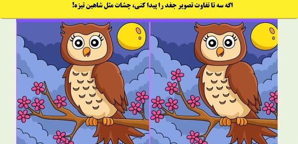 عکس جغد و شاهین