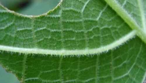 عکس آیوی سمی