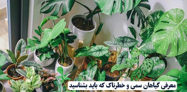 عکس آیوی سمی