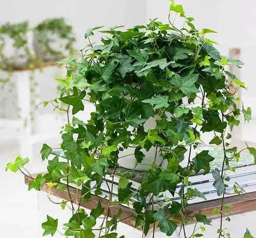 عکس آیوی سمی