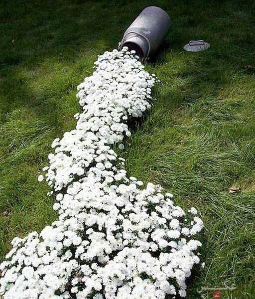 عکس ایده برای گلخانه