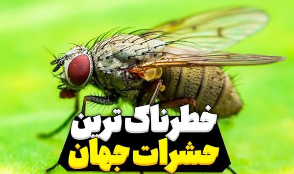 عکس های مگس از نزدیک