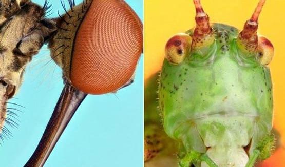 عکس های مگس از نزدیک