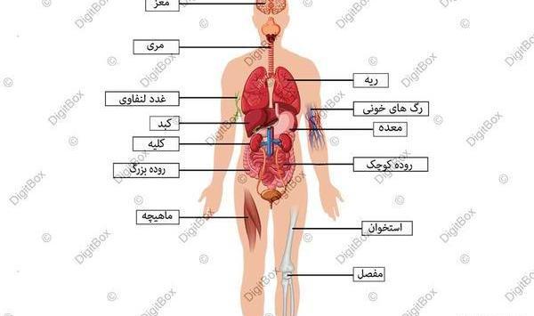عکس اناتومی کل بدن