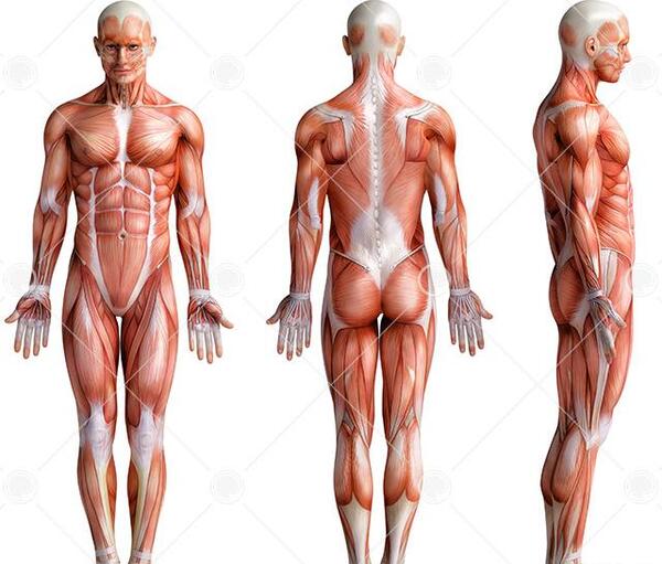عکس اناتومی کل بدن