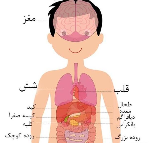 عکس اناتومی کل بدن