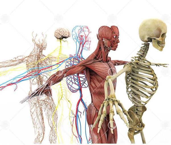 عکس اناتومی کل بدن