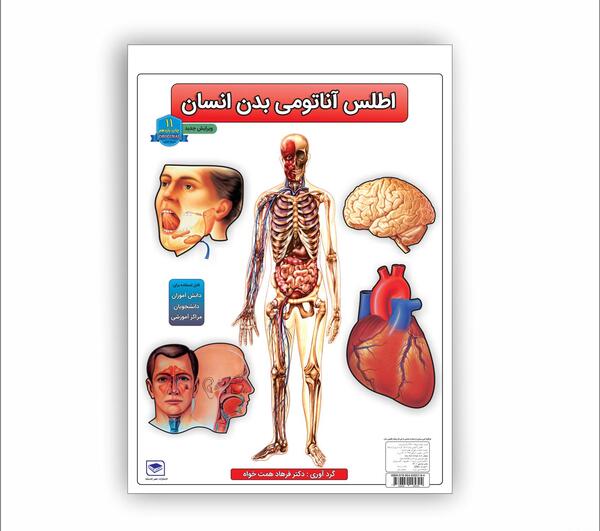 عکس اناتومی کل بدن