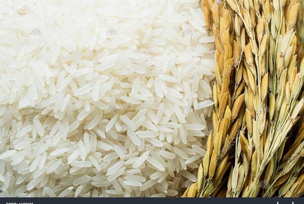 عکس جو برنج