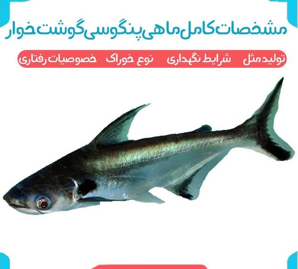 عکس کوسه ماهی آکواریوم