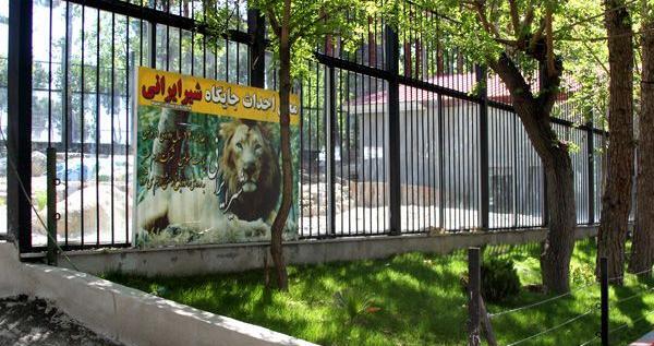 عکس شیر ایرانی