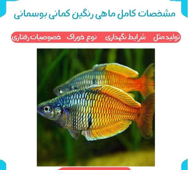 عکس رنگین کمان ماهی