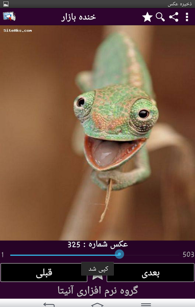 عکس رنگو و خانم لوبیا