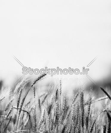عکس کرومی سیاه سفید