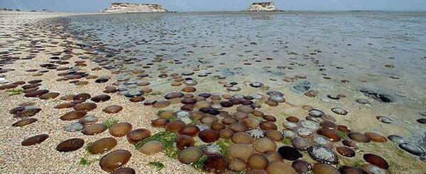 عکس از جنوب ایران