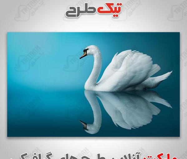 عکس قو ایران