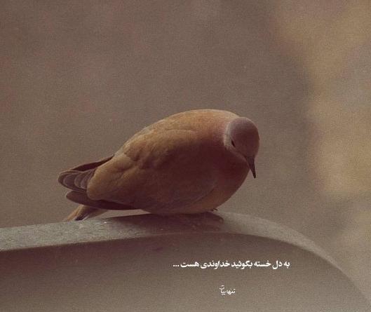 عکس نوشته دلت که گرفته