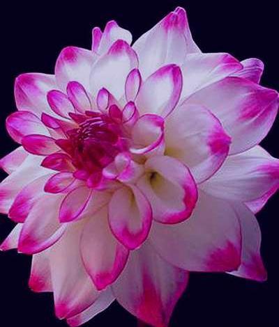 عکس تصاویر گلهای مریم زیبا