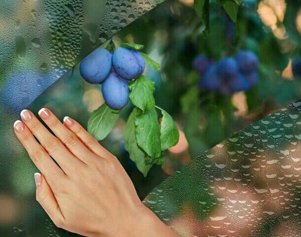 عکس ظهر تابستانی