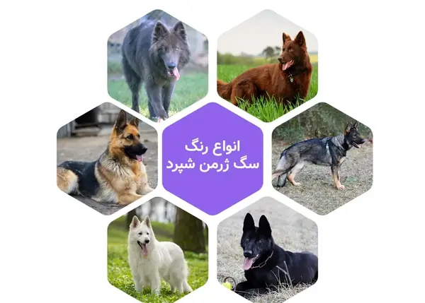 عکس سگ ژرمن شپرد پشمالو