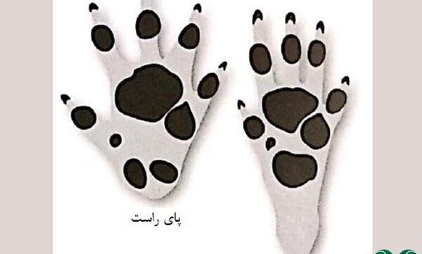 عکس پای جوجه تیغی