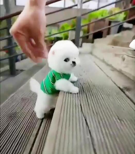 عکس و فیلم هاپو