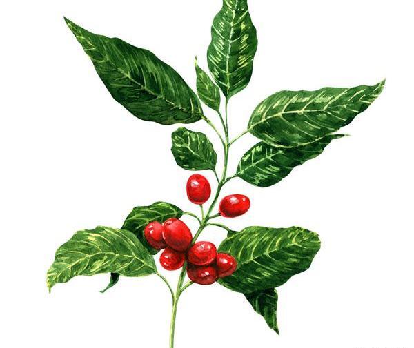 عکس گیاه قهوه