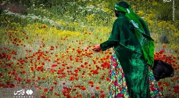 عکس نوشته لاله های وحشی