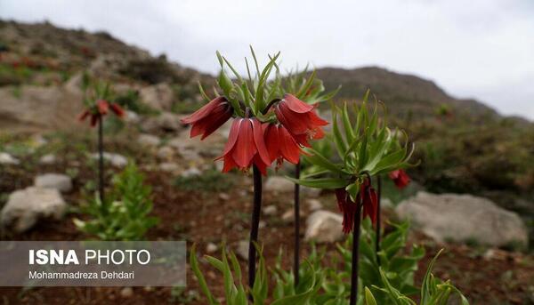 عکس نوشته لاله های وحشی