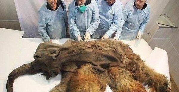 عکس آج ماموت