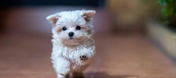 عکس هاپو برای تصویر زمینه