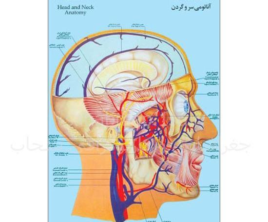 عکس و تصویر آناتومی بدن
