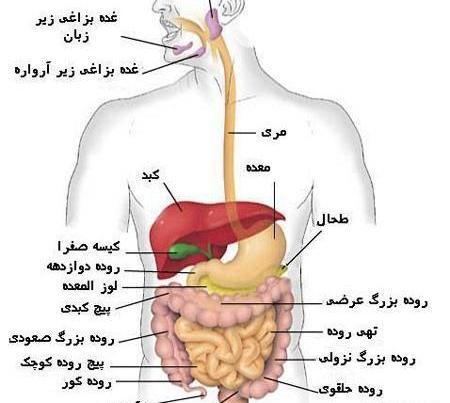 عکس و تصویر آناتومی بدن