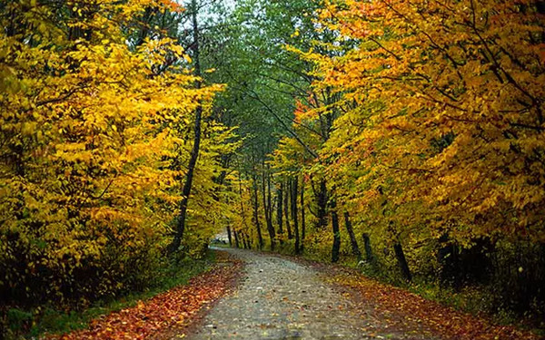 عکس نوشته جاده پاییزی