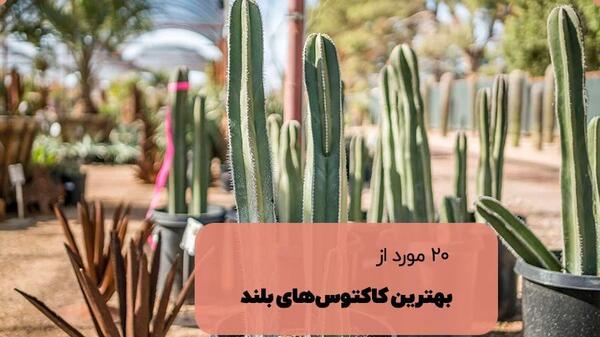 عکس کاکتوس های زیبا