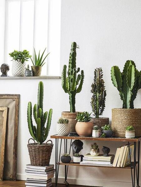 عکس کاکتوس های زیبا