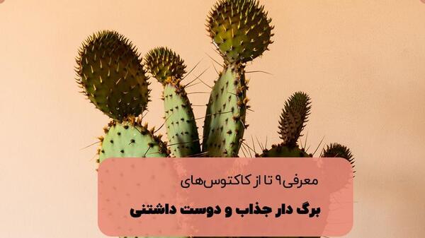 عکس کاکتوس های زیبا