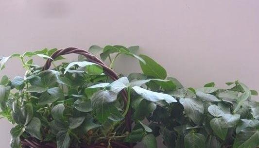 عکس سبزه لوبیا چشم بلبلی