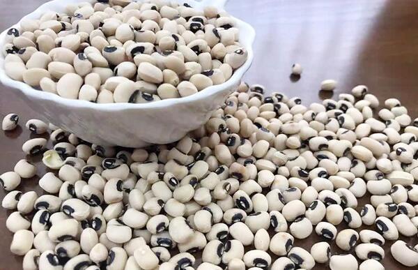 عکس سبزه لوبیا چشم بلبلی