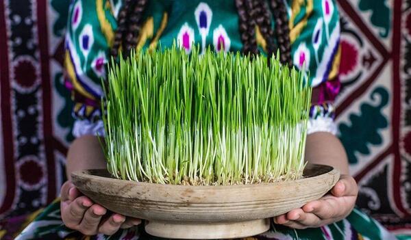 عکس سبزه لوبیا چشم بلبلی