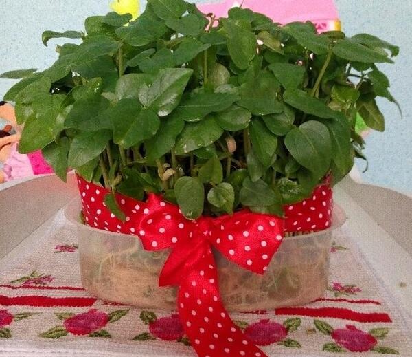 عکس سبزه لوبیا چشم بلبلی