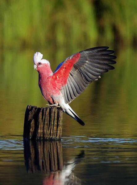 عکس تصویر زمینه گوشی منظره