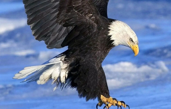 عکس عقاب جنگنده