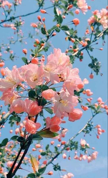 عکس گل عکس گل برای پروفایل