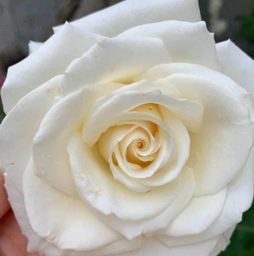 عکس گل عکس گل برای پروفایل