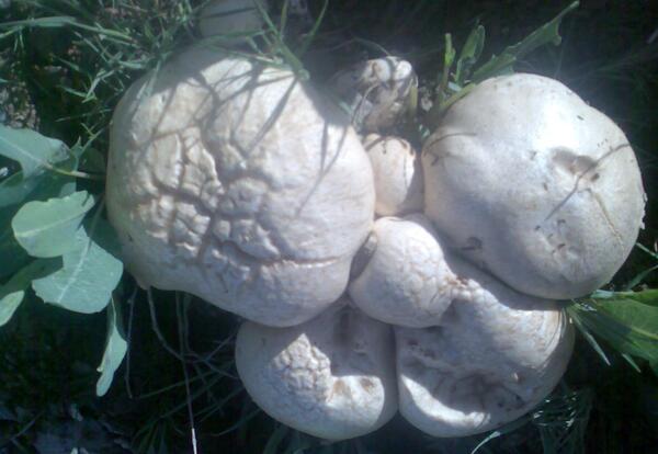 عکس روستای بن کمر